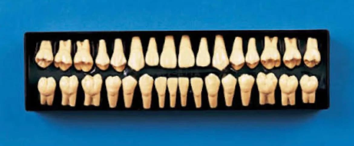 Acrylic Teeth Set